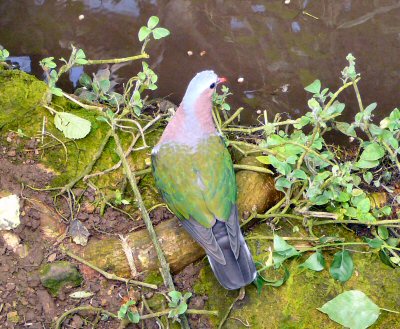 Emerald Dove at Tropical Butterfly House