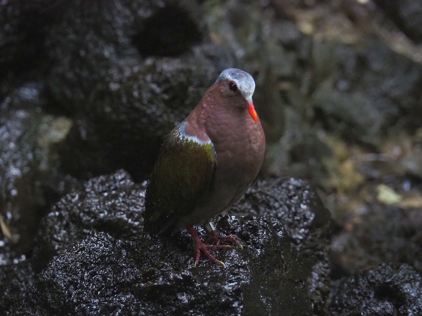 Emerald dove (Chalcophaps indica), Sep 2nd, 2018