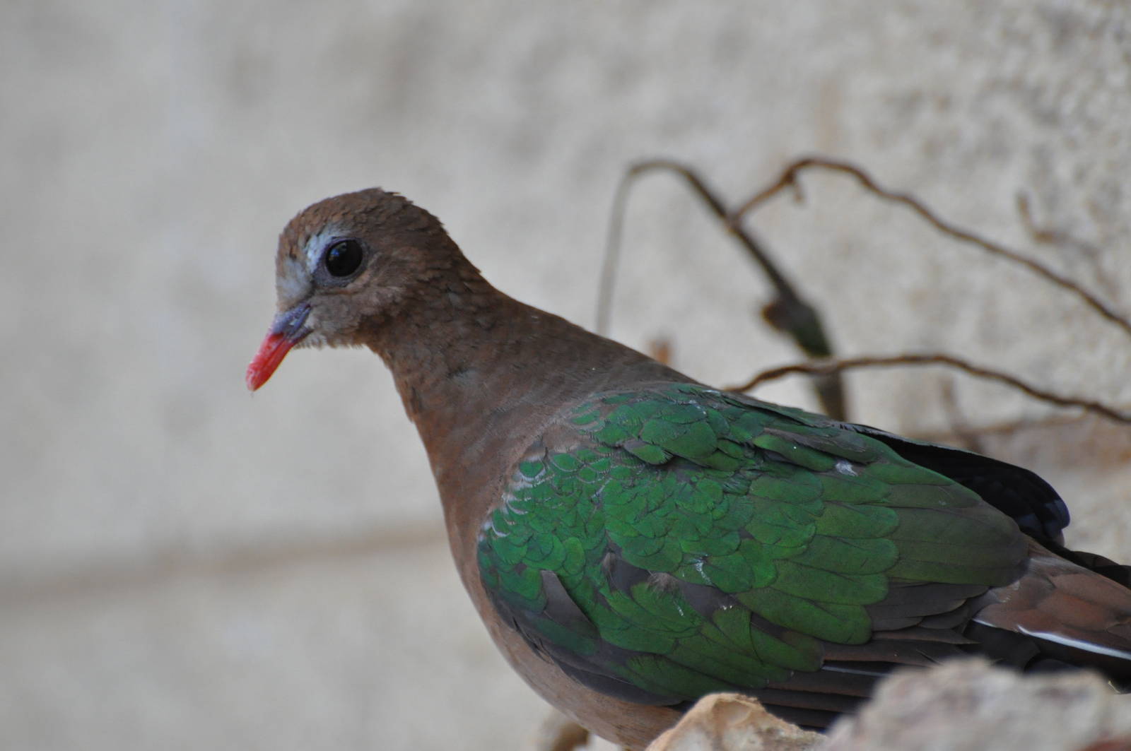 Emerald dove/ Chalcophaps indica
