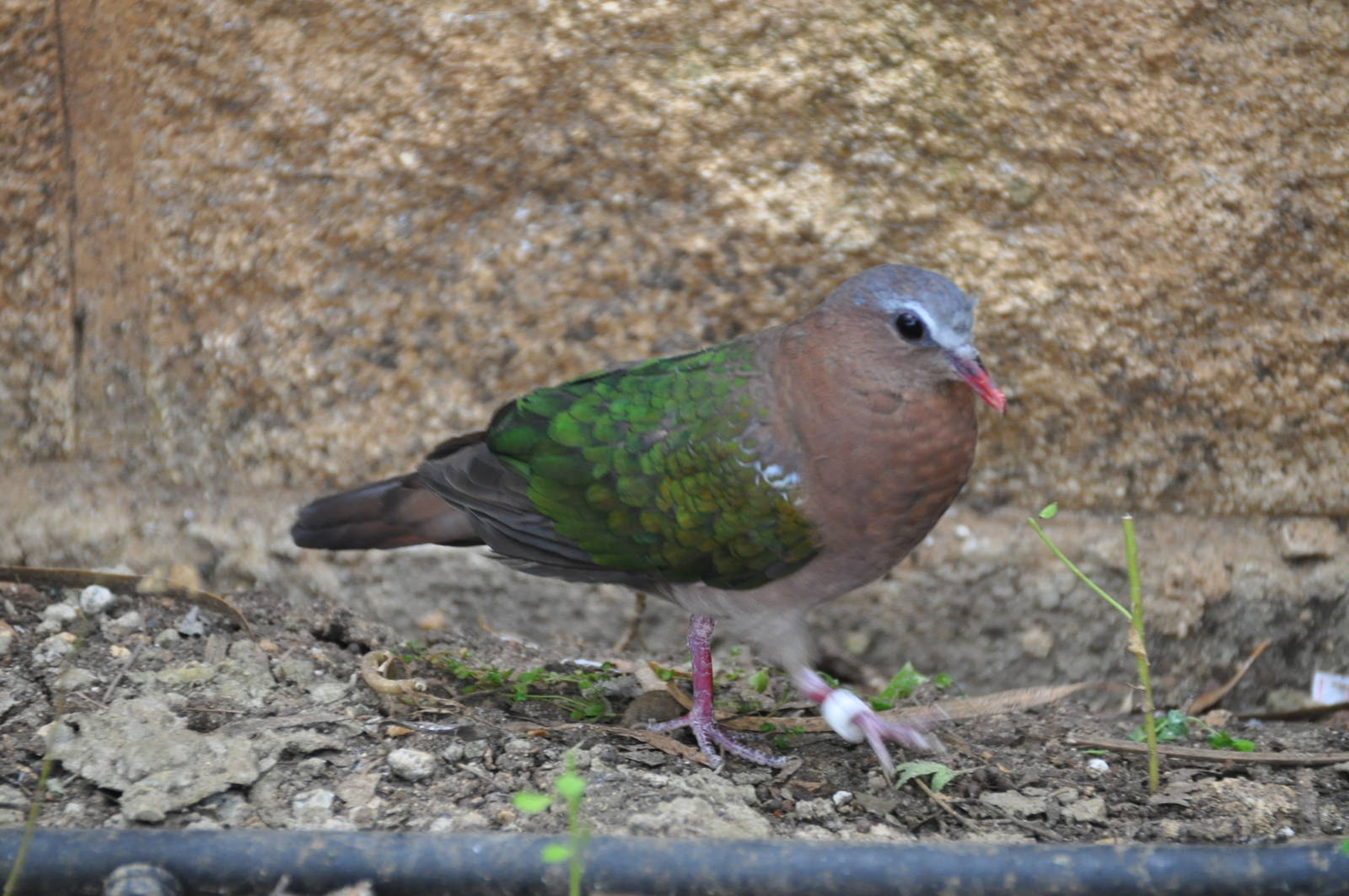 Emerald dove/ Chalcophaps indica