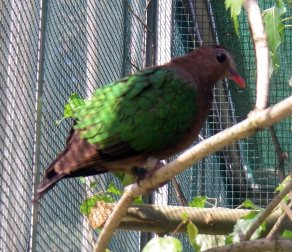Emerald Dove (Chalcophaps indica)