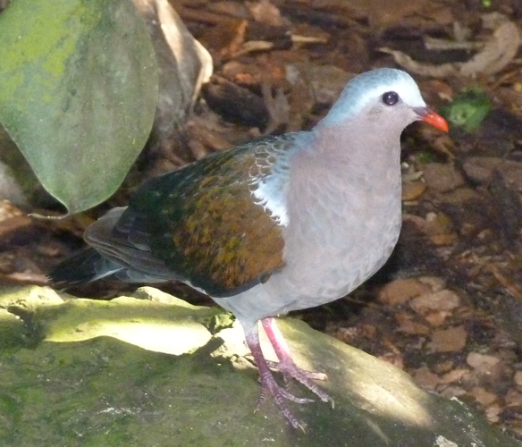 Emerald dove (Chalcophaps indica)