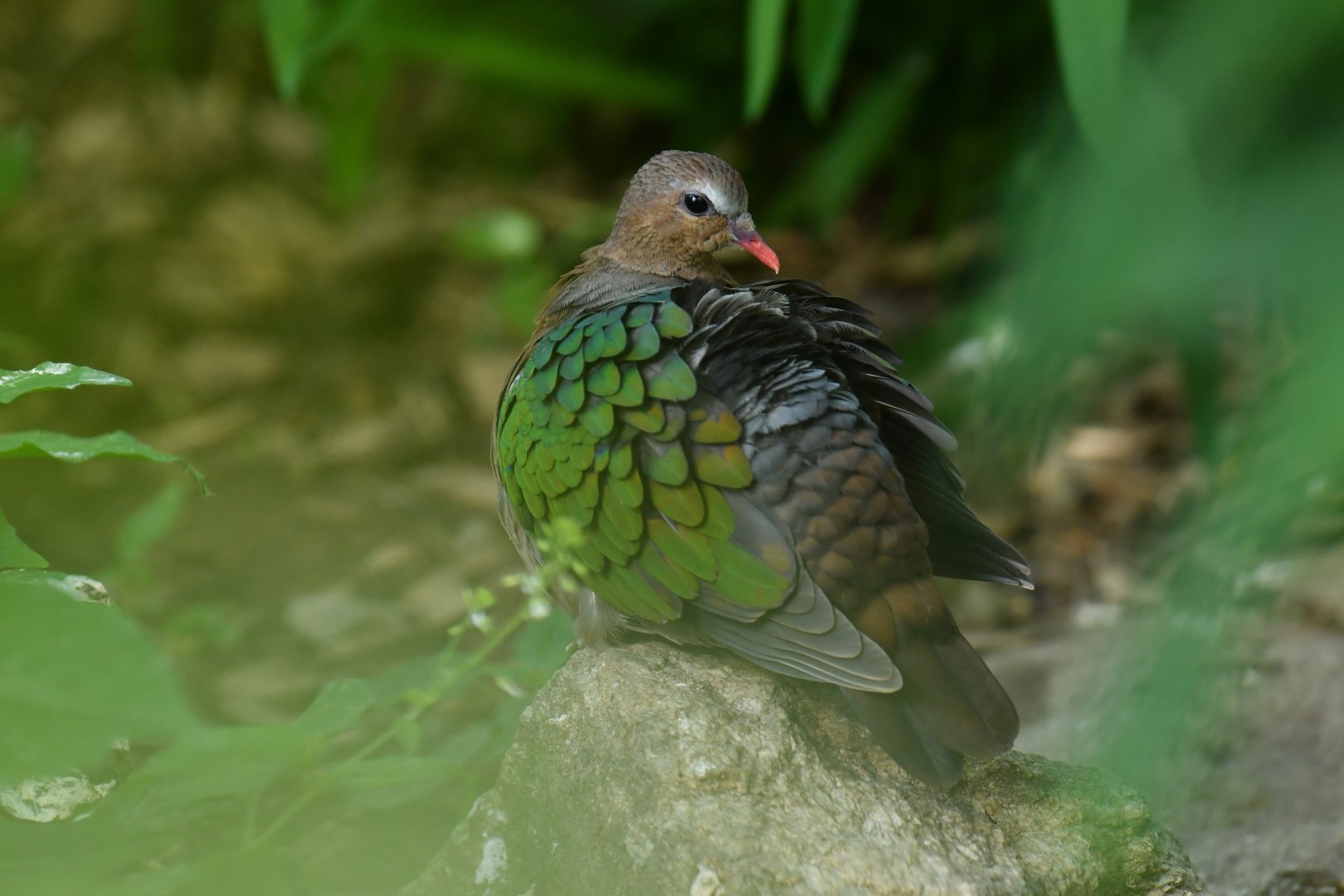 Emerald dove Chalcophaps indica