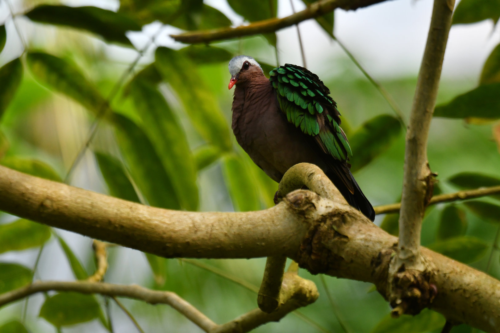 Emerald Dove Chalcophaps indica