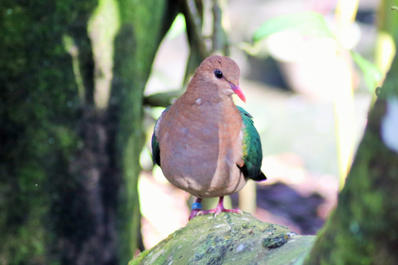 Emerald Dove (Chalcophaps longirostris)