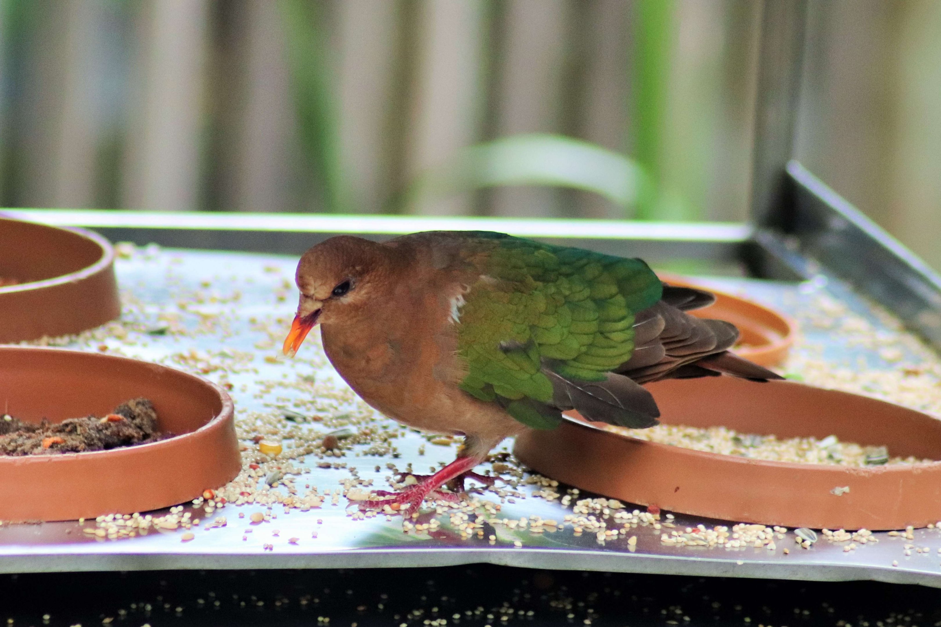 Emerald Dove (Chalcophaps longirostris)