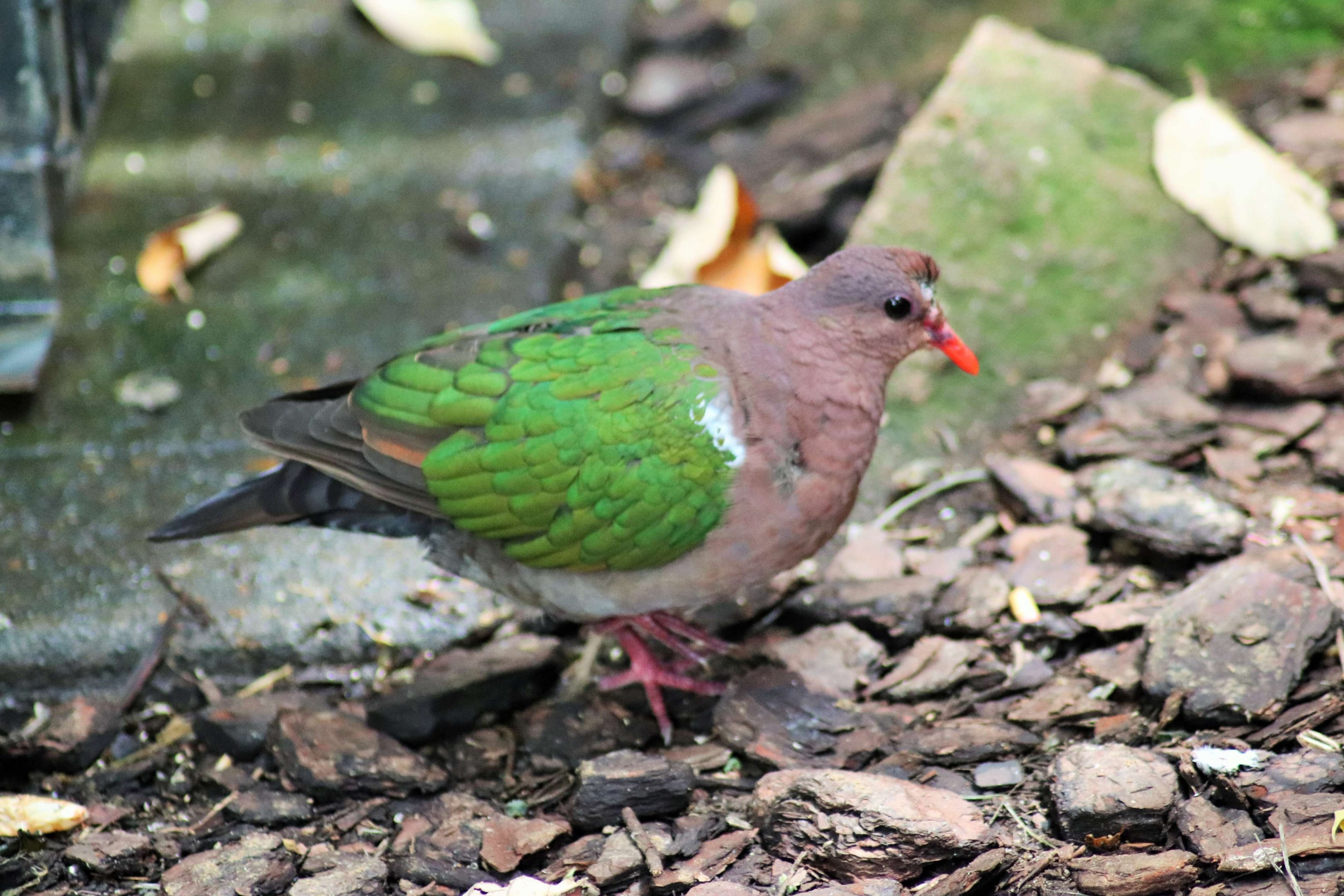 Emerald Dove (Chalcophaps longirostris)