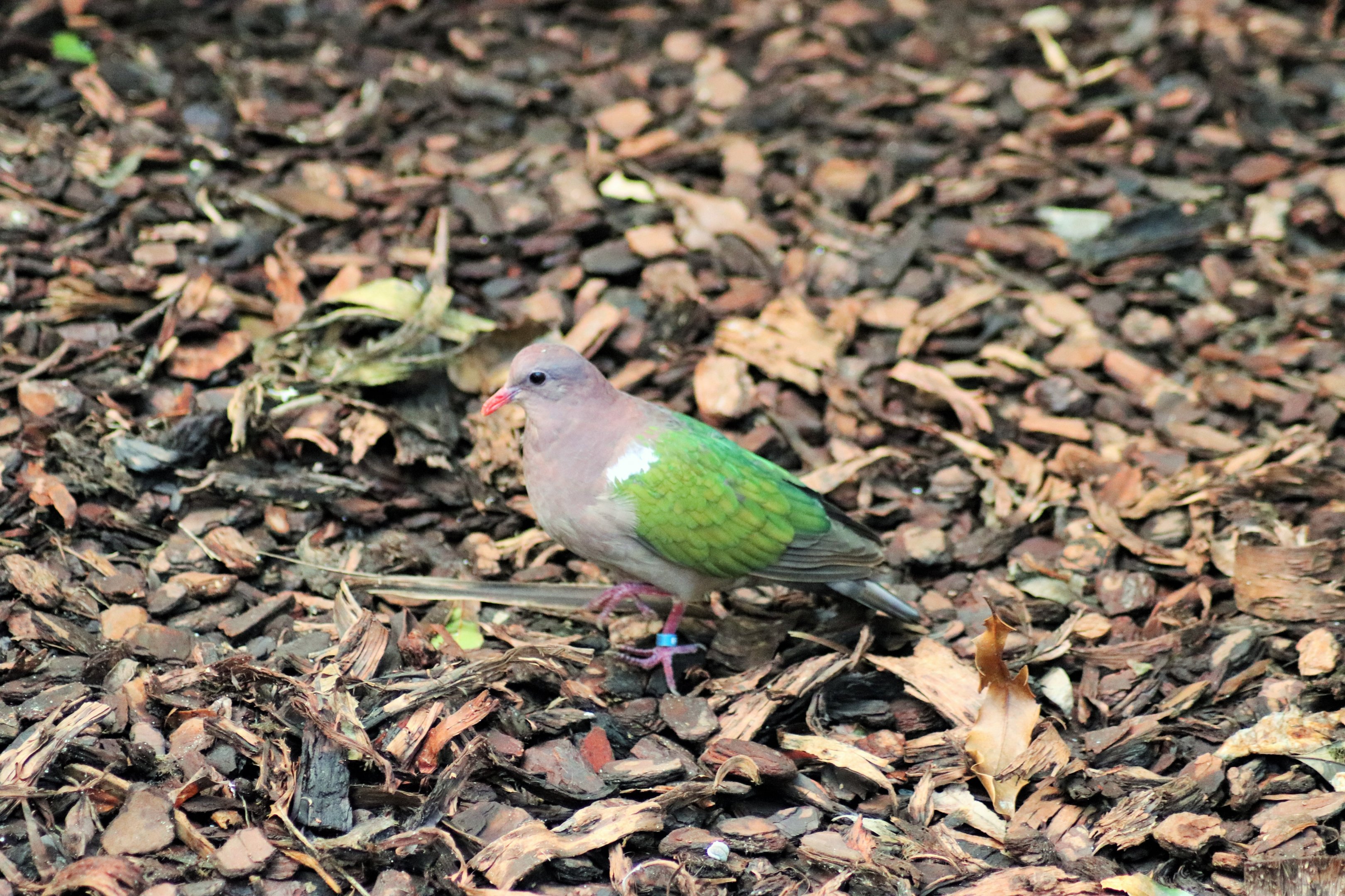 Emerald Dove (Chalcophaps longirostris)