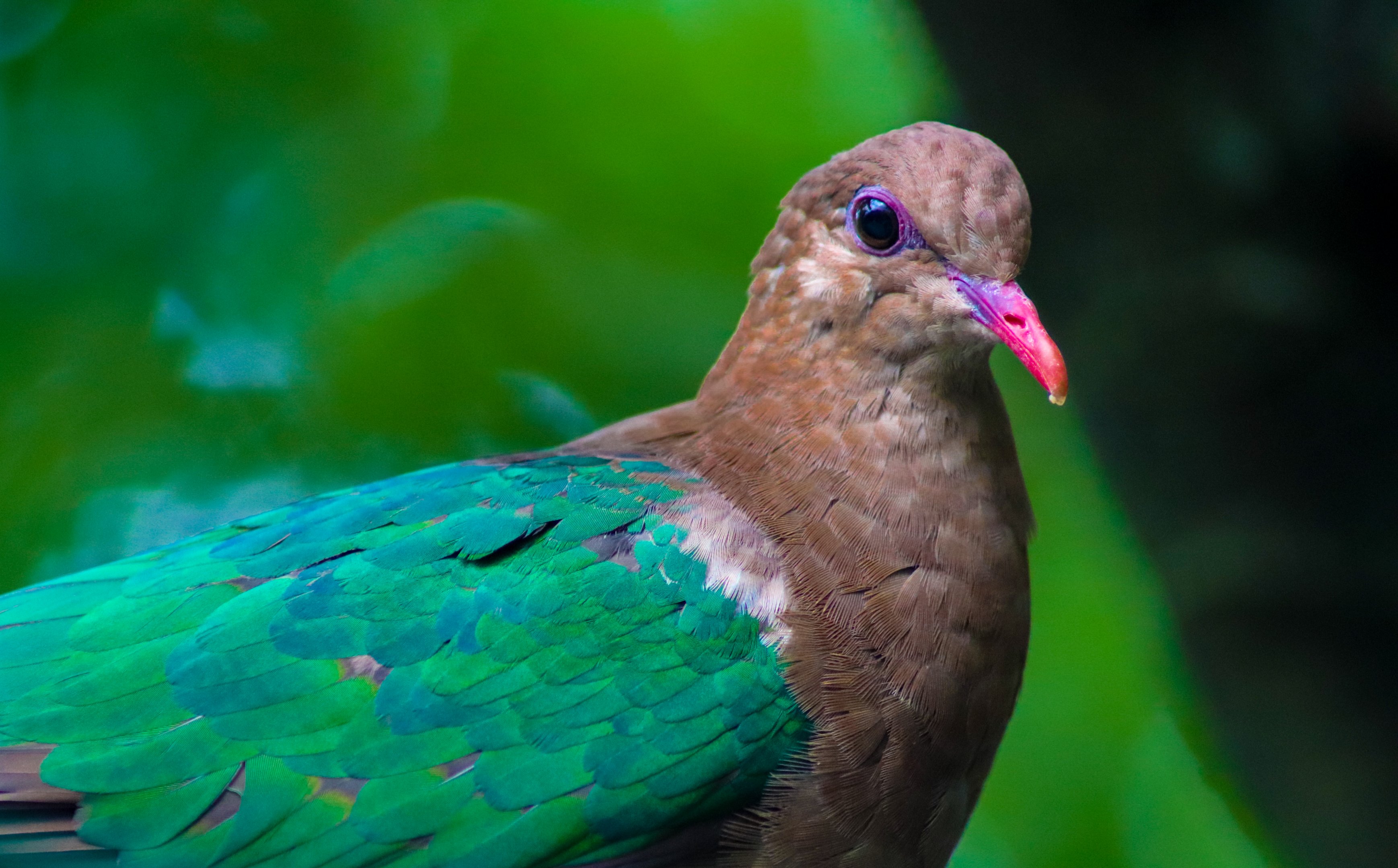Emerald Dove (Chalcophaps longirostris)
