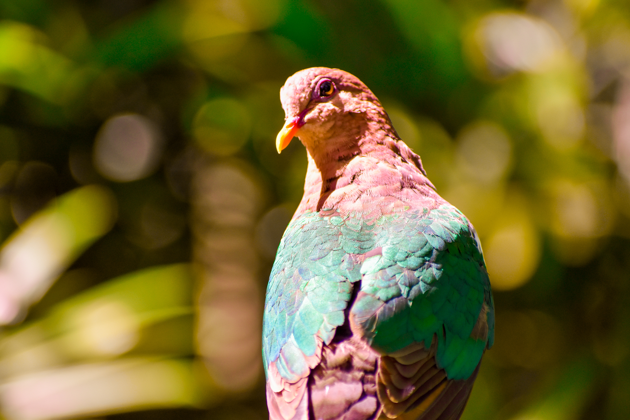 Emerald Dove (Chalcophaps longirostris)