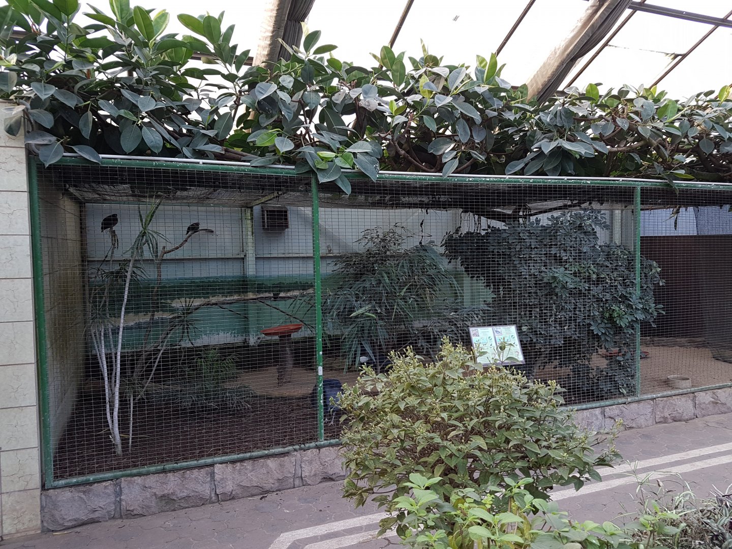Emerald dove - Crowned pigeon-aviary