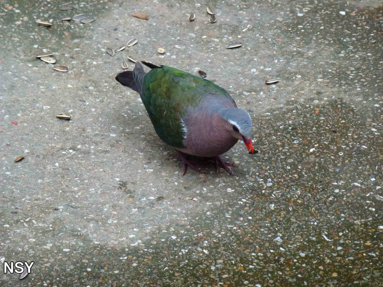 Emerald dove, June 2013.