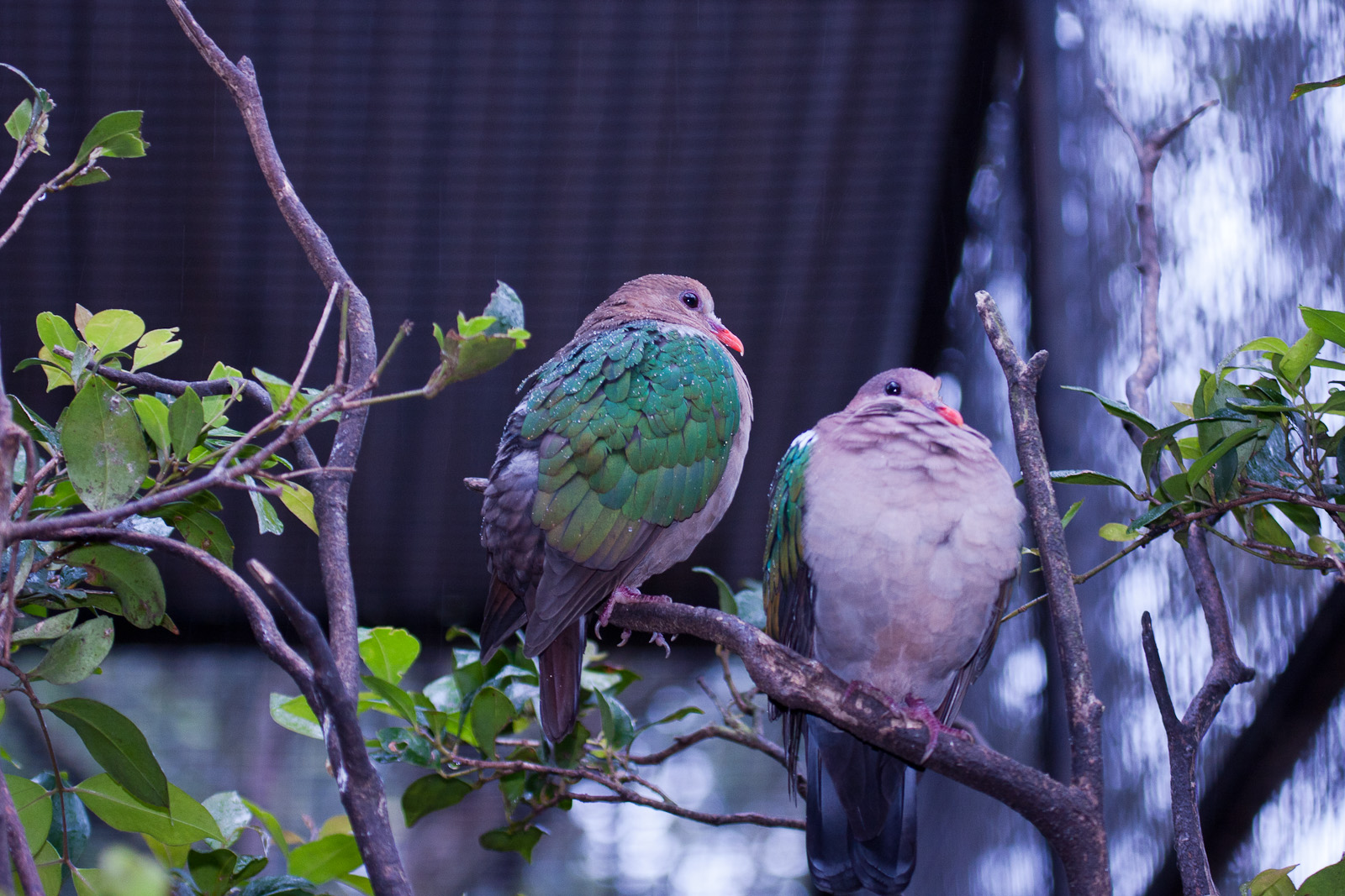 Emerald Dove, September 2011