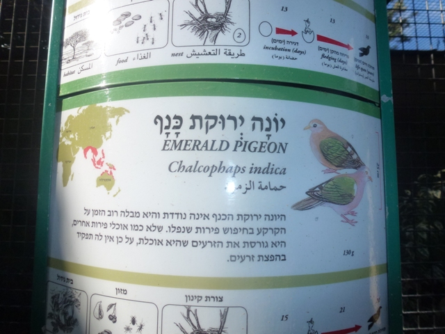 Emerald dove sign 15.12.12