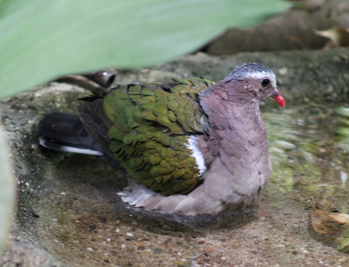 Emerald dove taking a bath