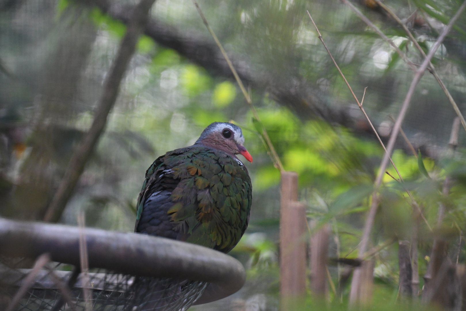 Emerald Dove (Zoo Lourosa)
