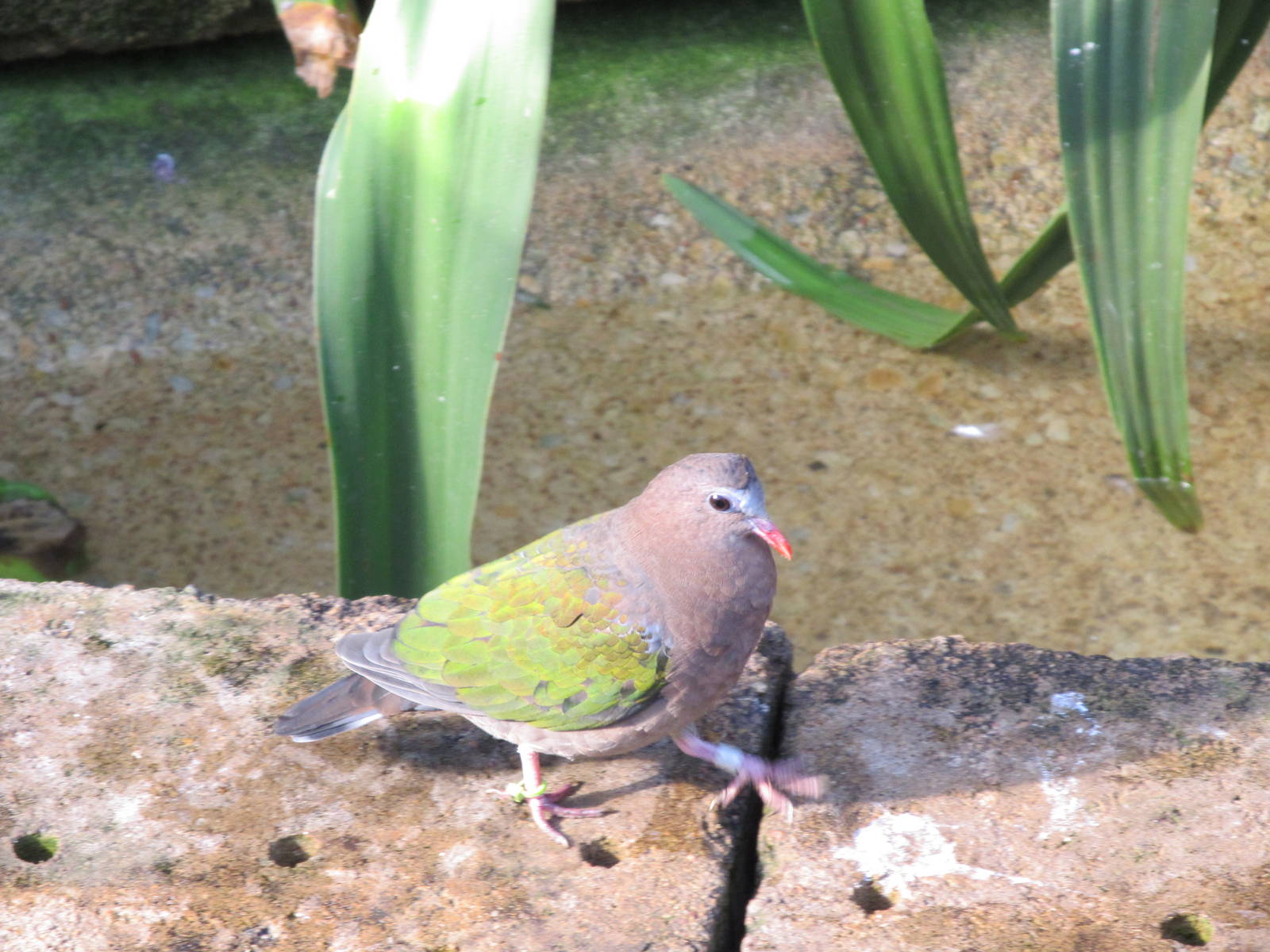 Emerald Dove