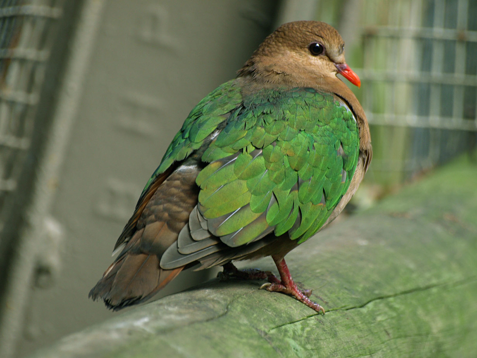 Emerald dove
