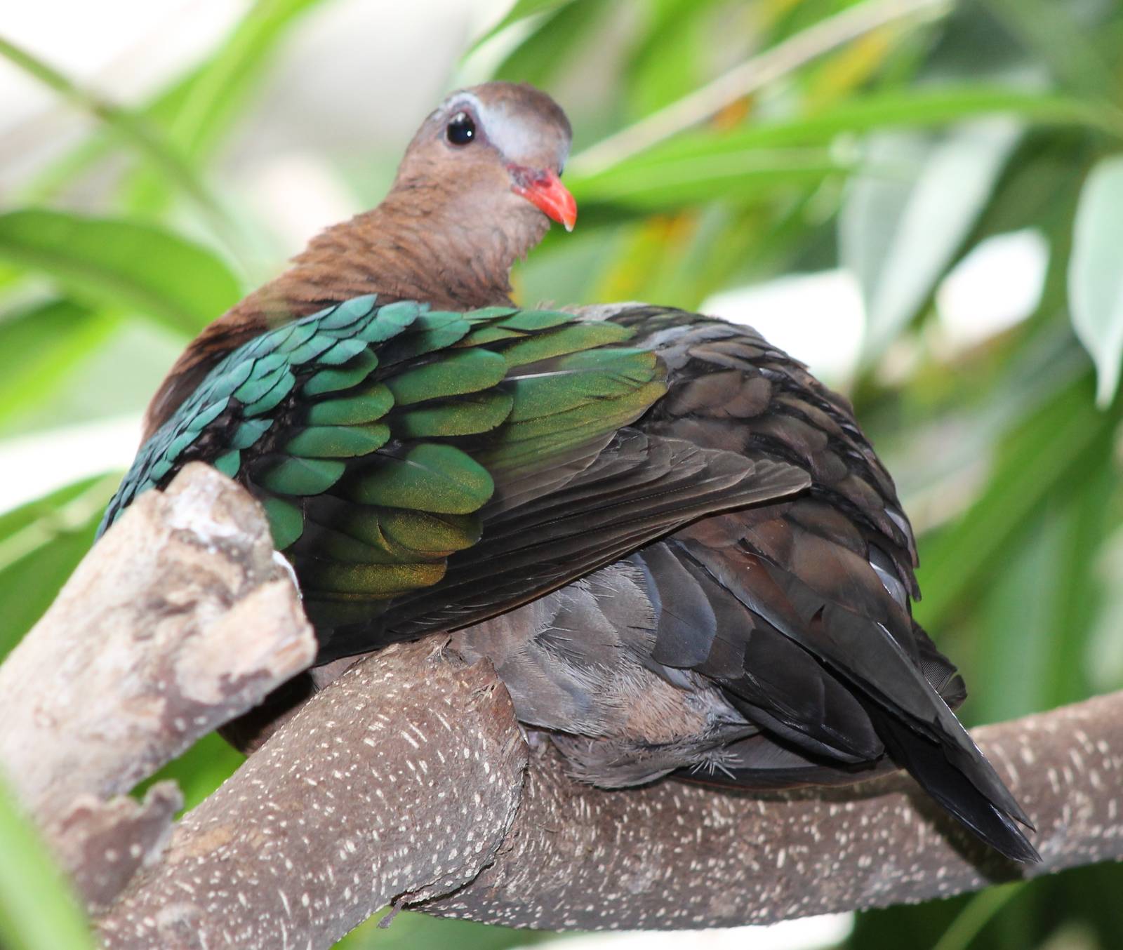 emerald dove