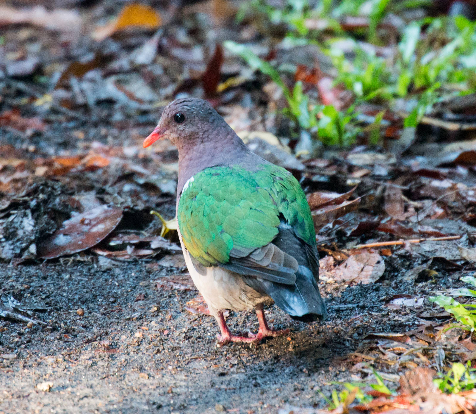 Emerald Dove