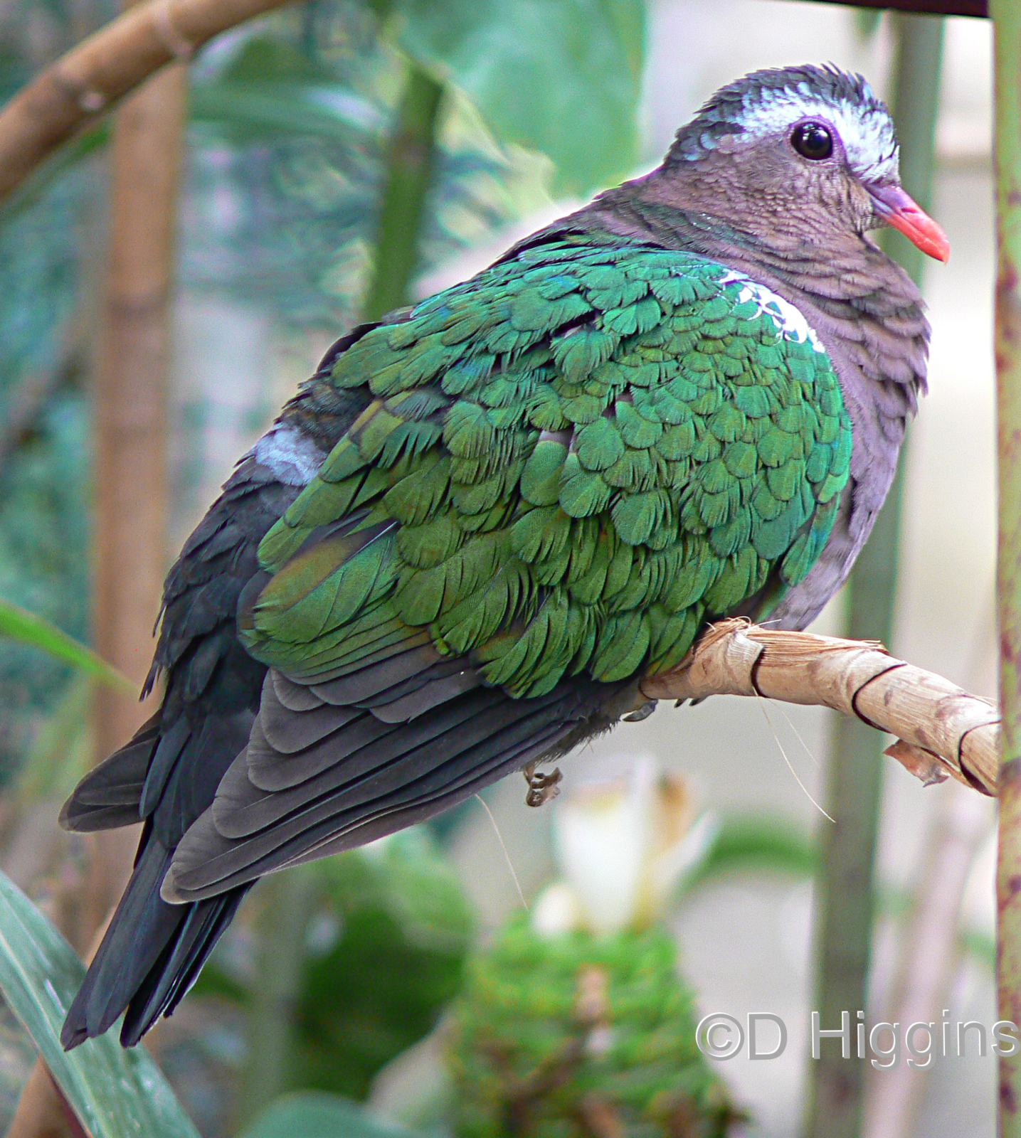 Emerald Dove