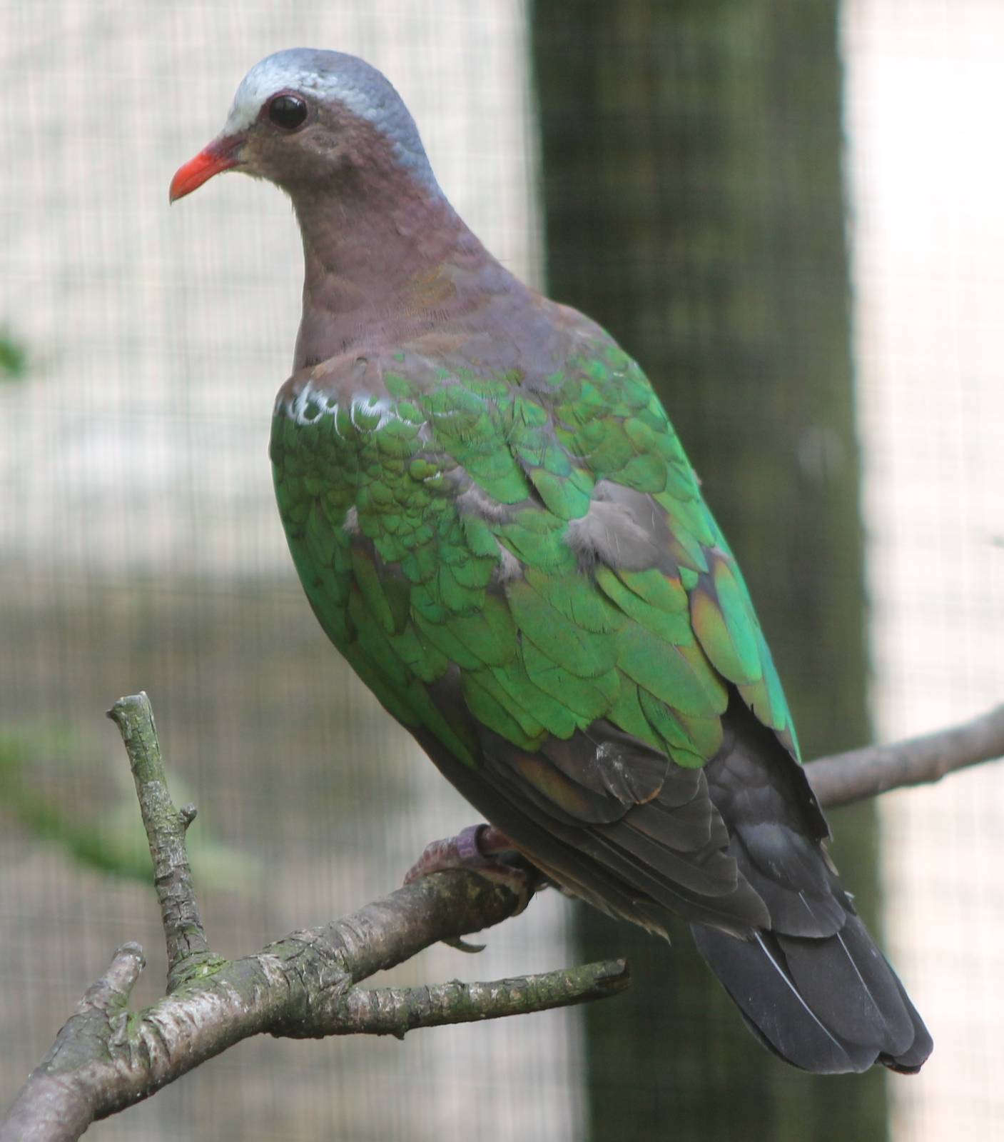 Emerald dove