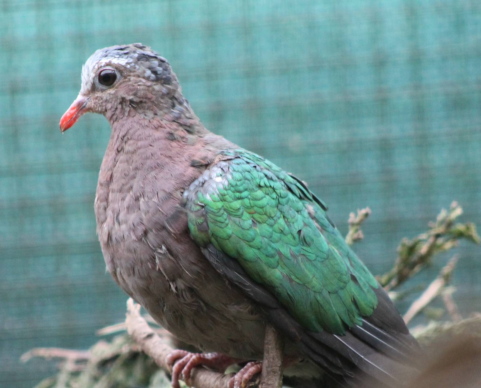 Emerald dove