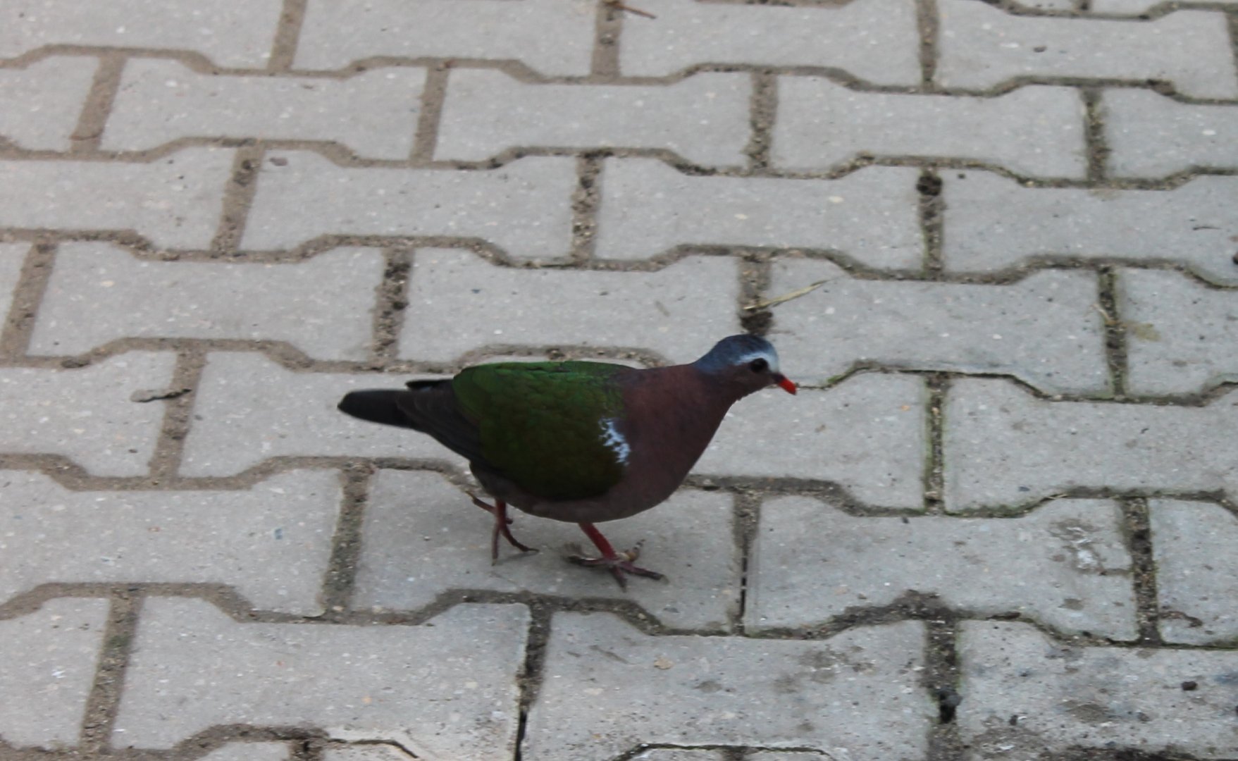 Emerald dove