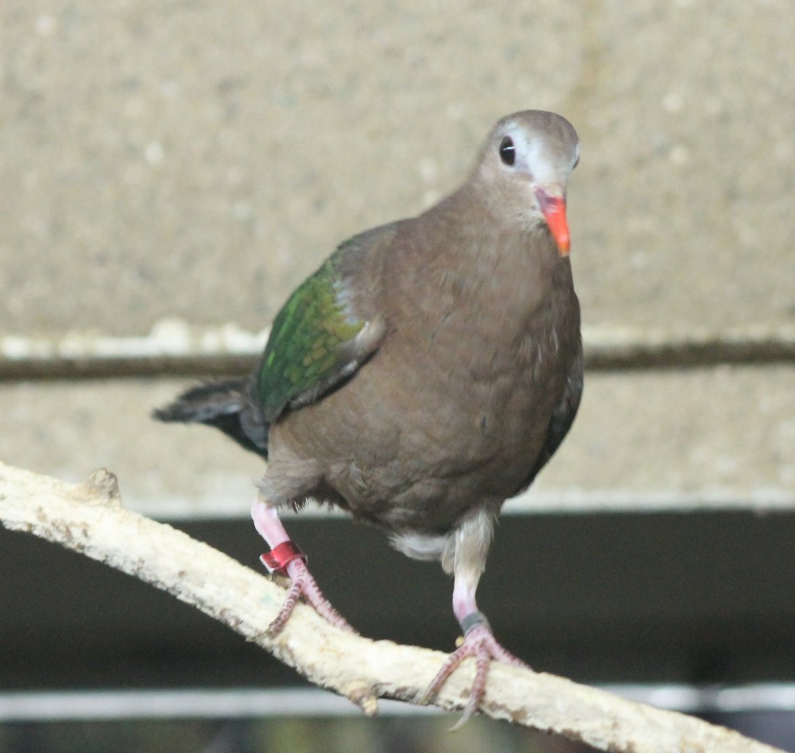 Emerald dove