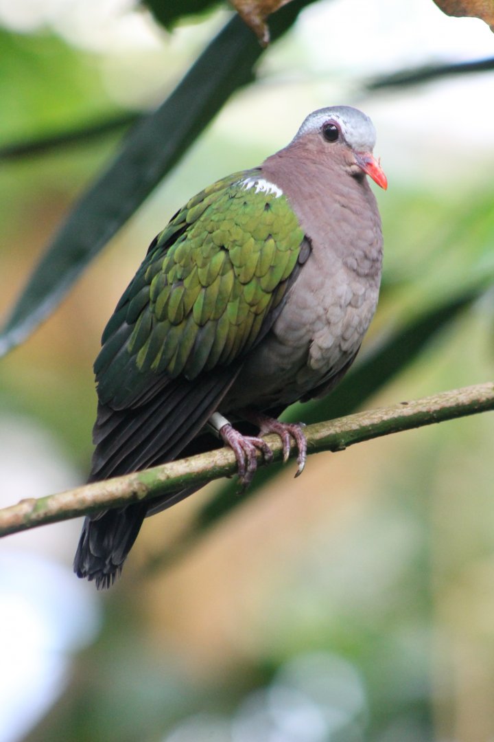 Emerald dove