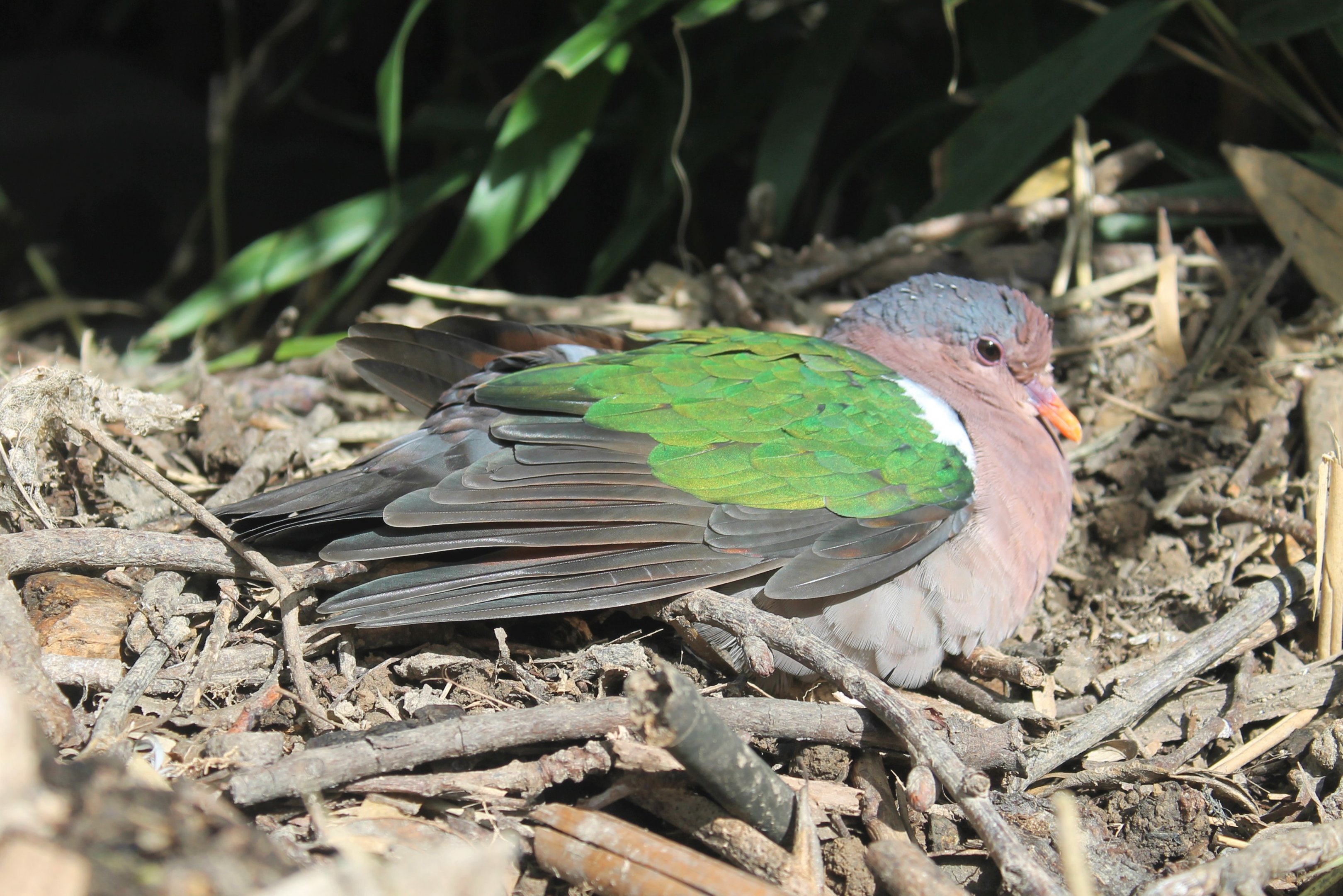 Emerald Dove