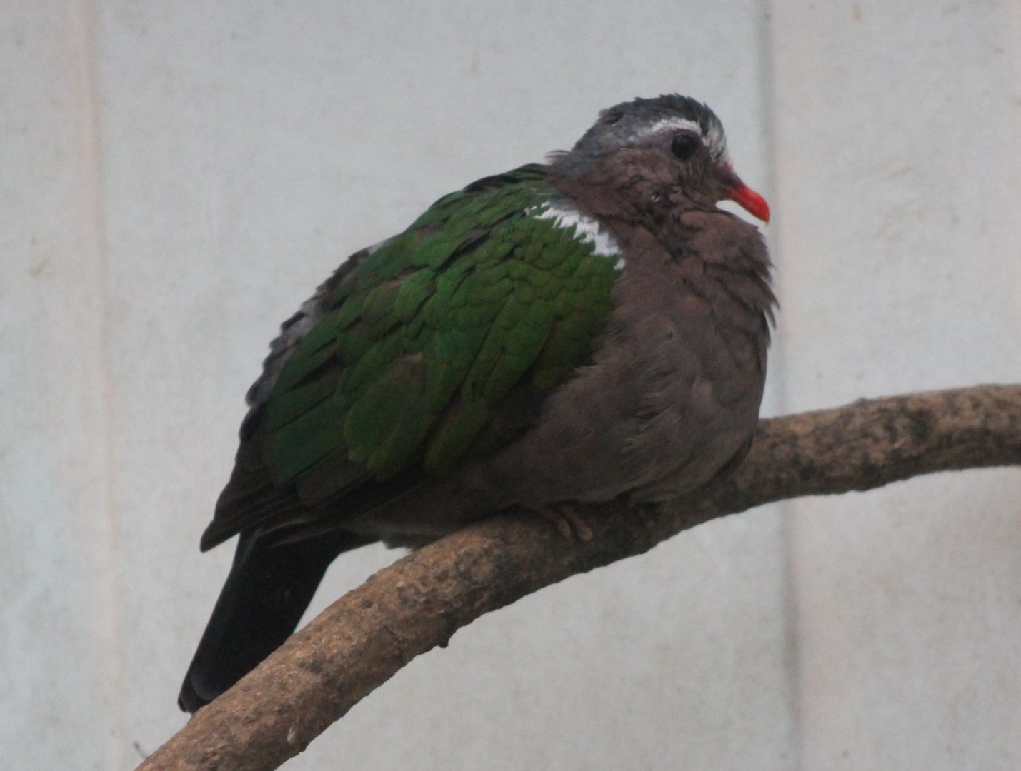 Emerald dove