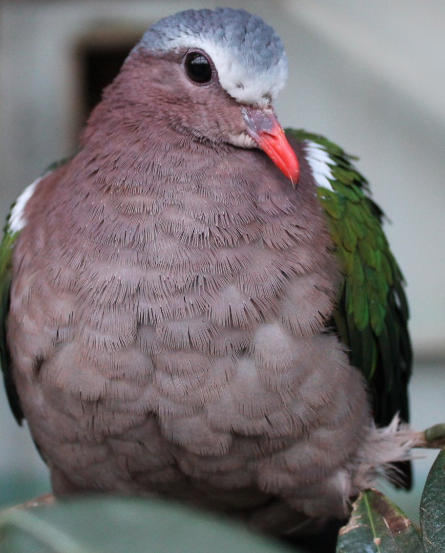 Emerald dove