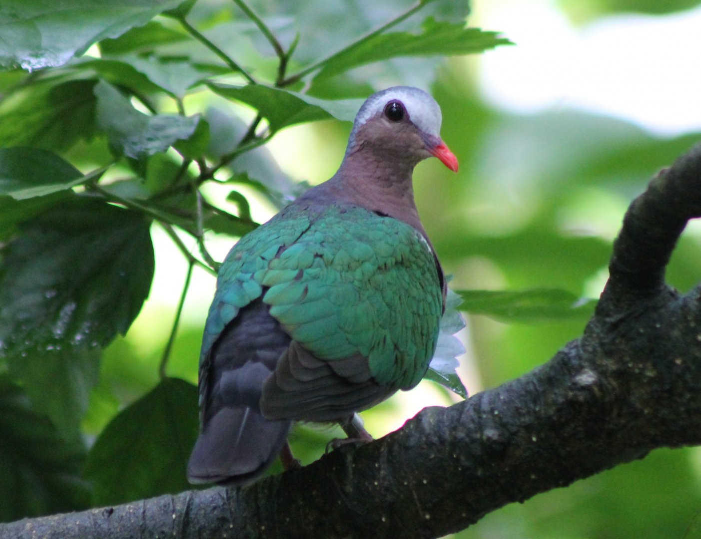 Emerald dove