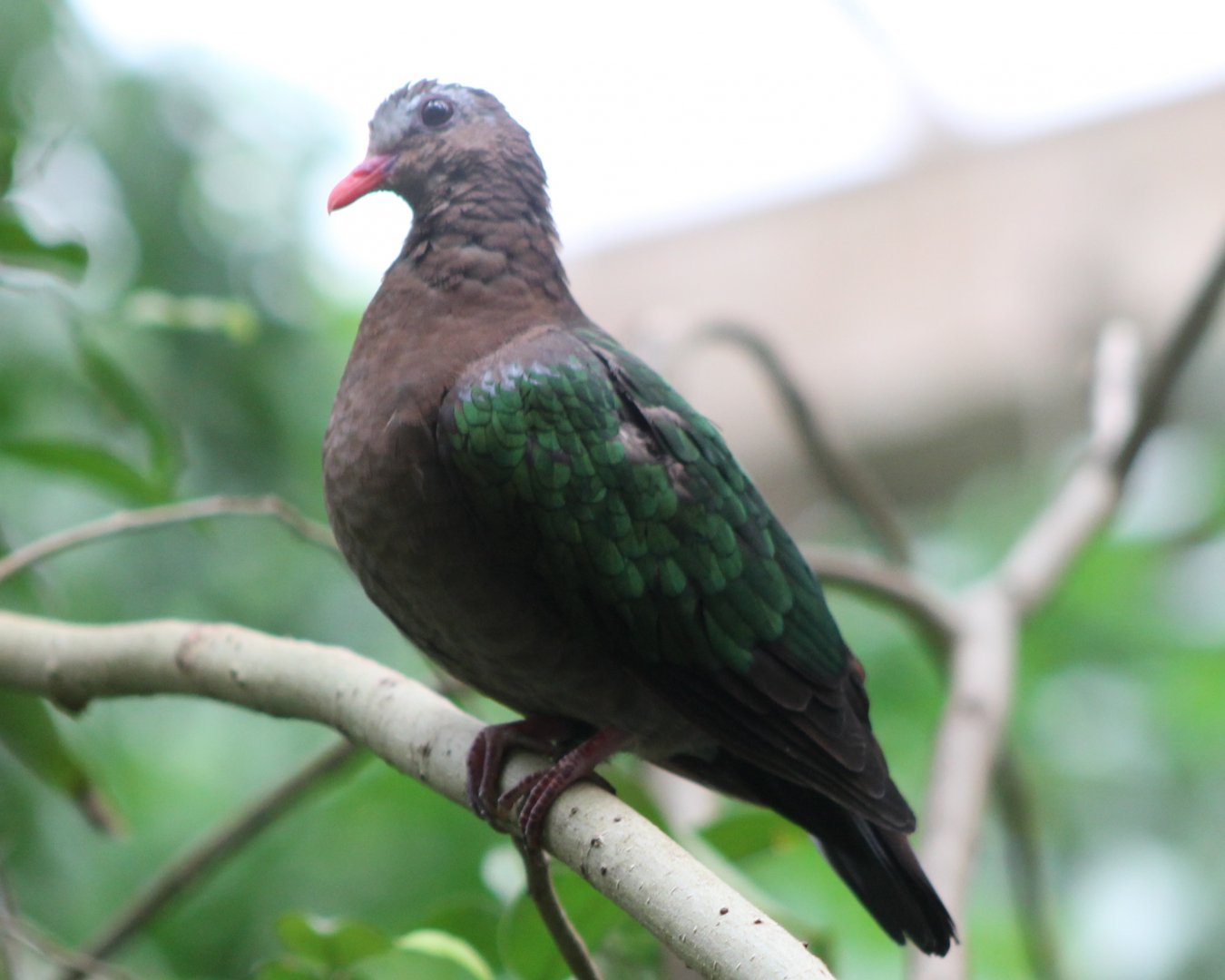 Emerald dove