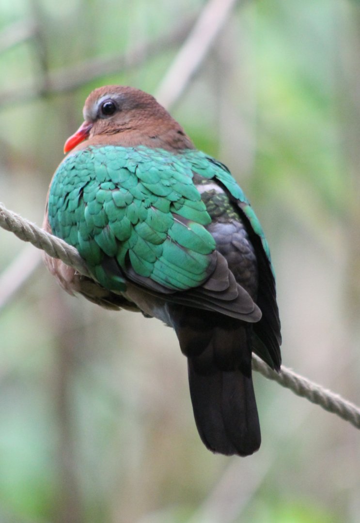 Emerald dove