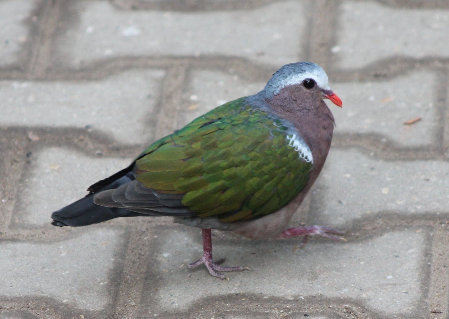 Emerald dove