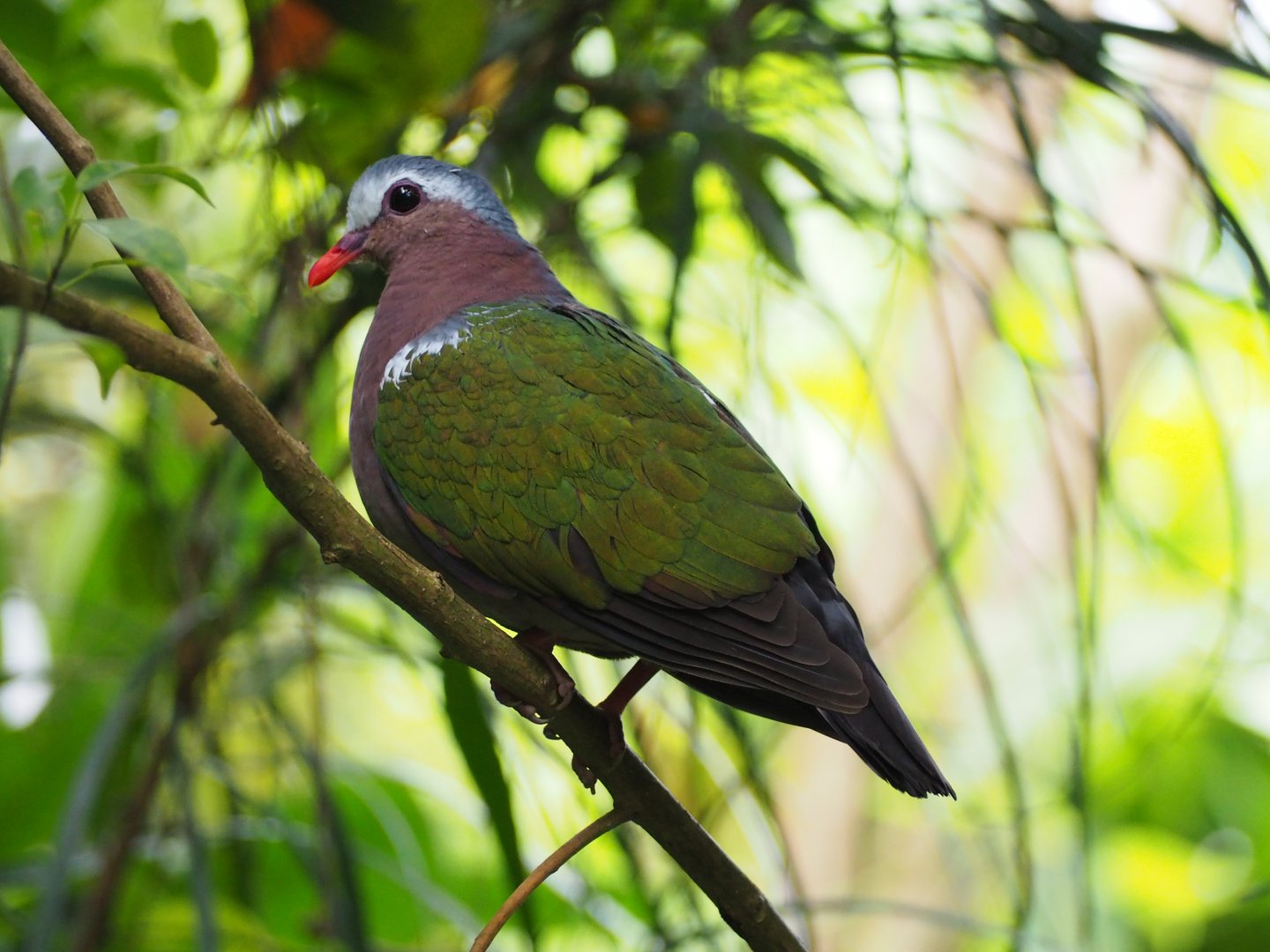 Emerald Dove
