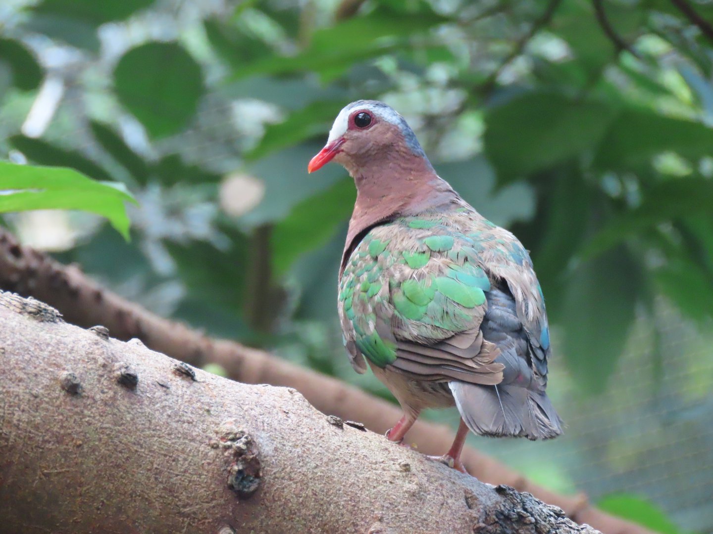 Emerald dove