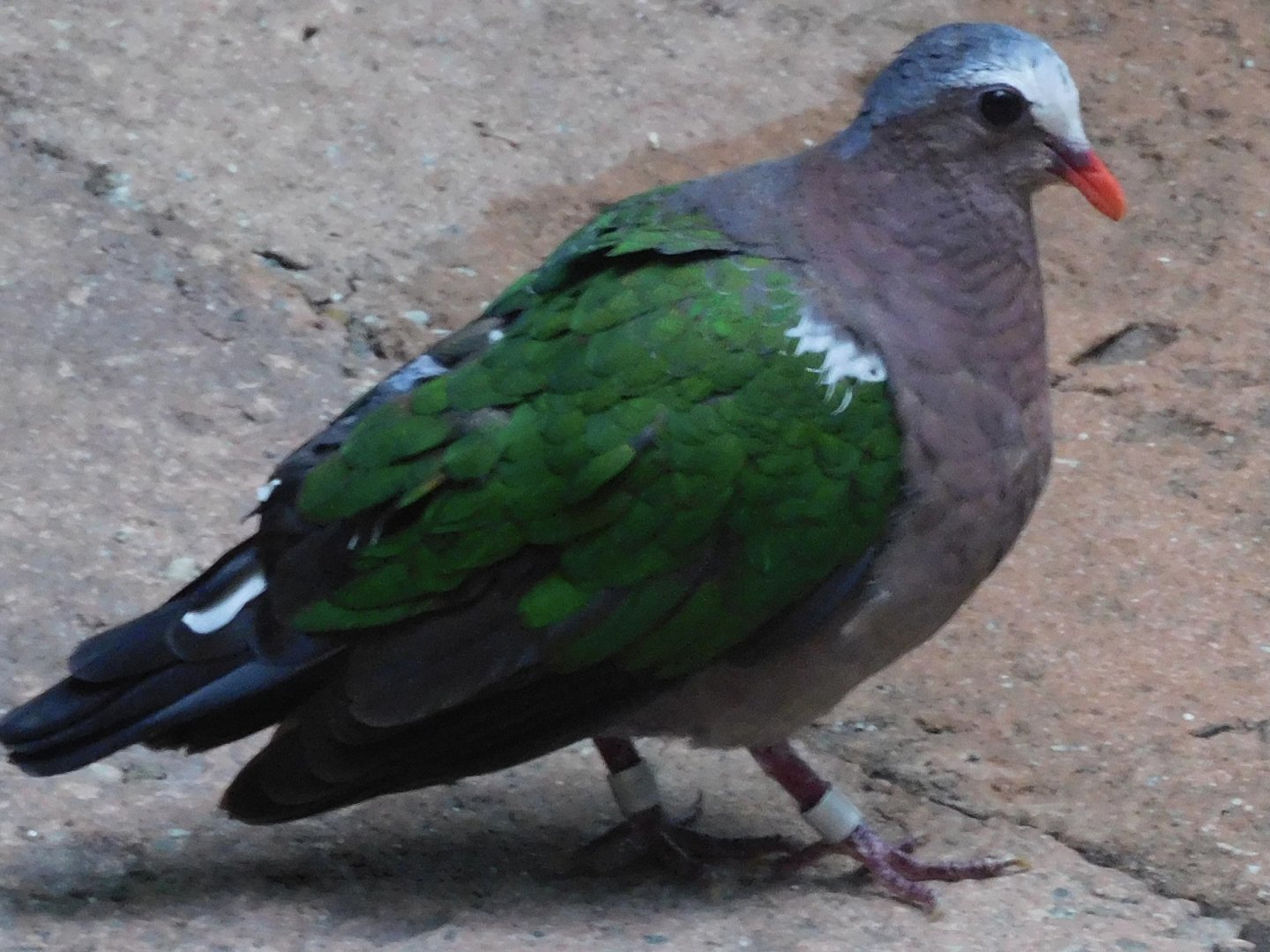 emerald dove