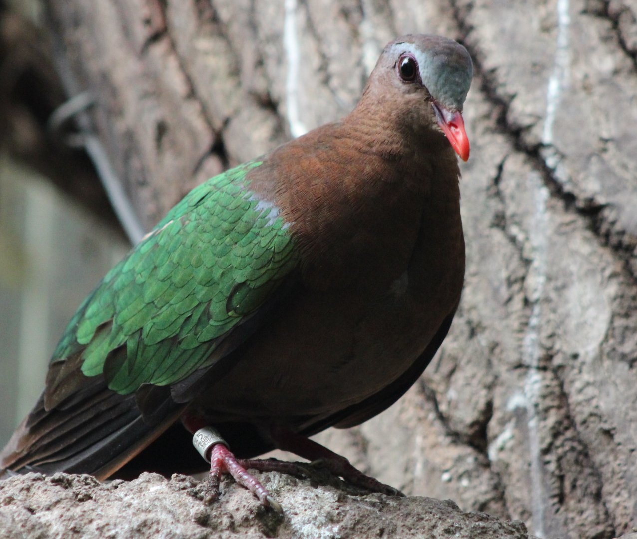 Emerald dove