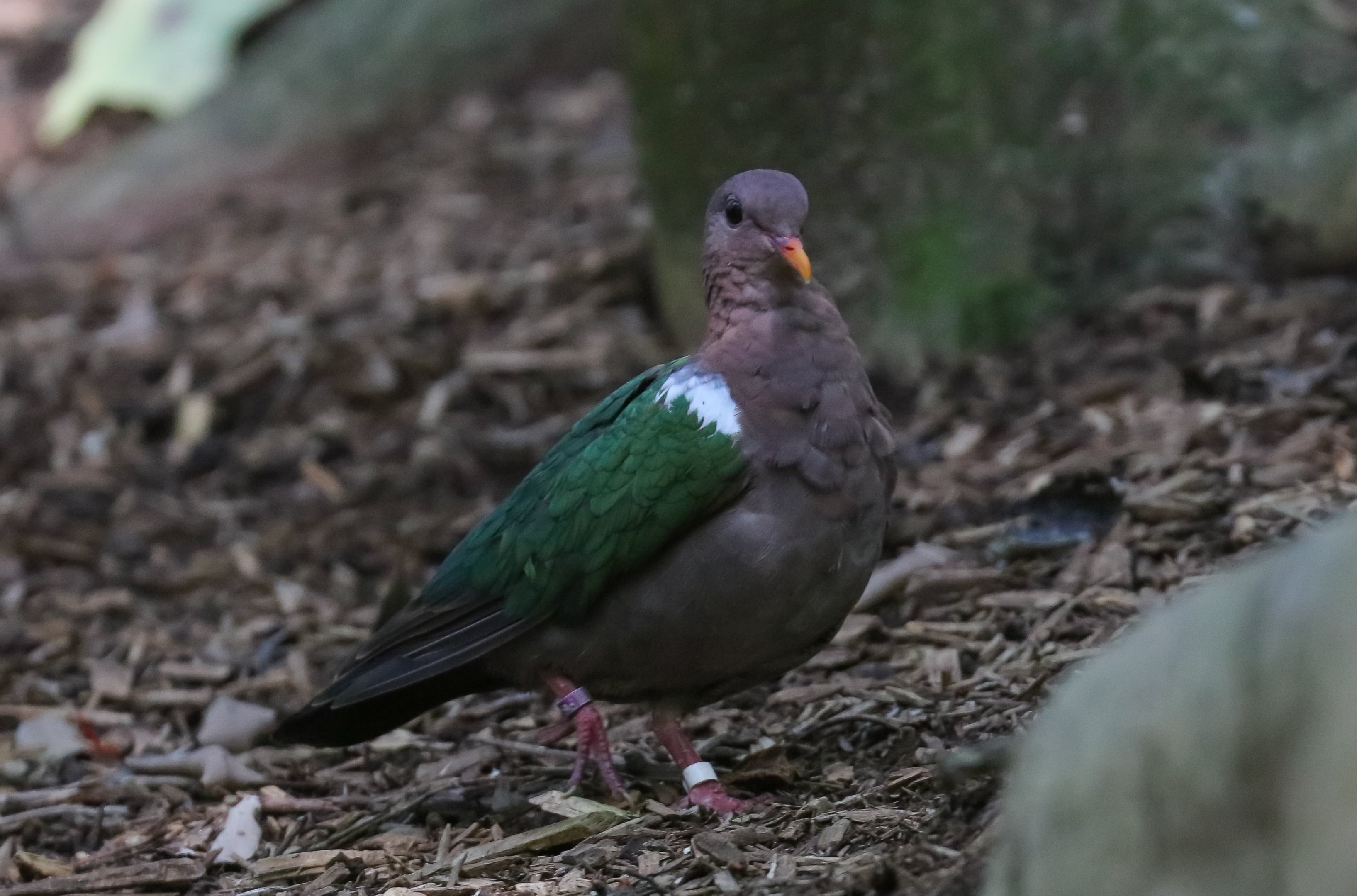 Emerald Dove