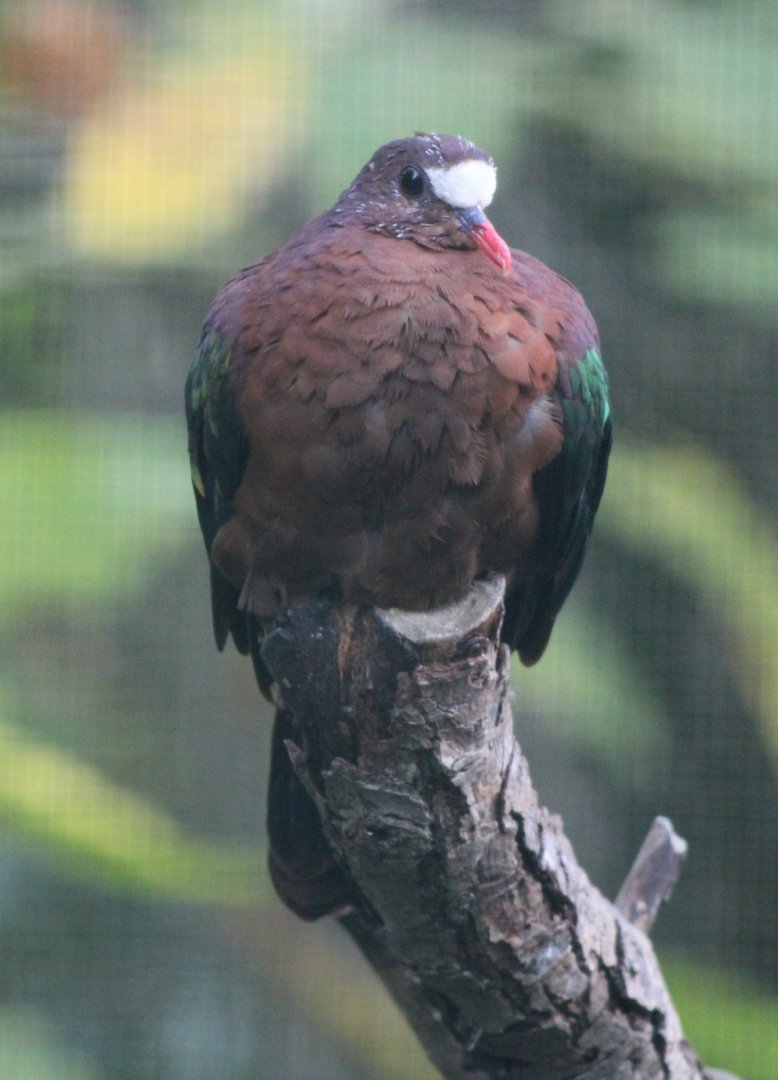 Emerald dove
