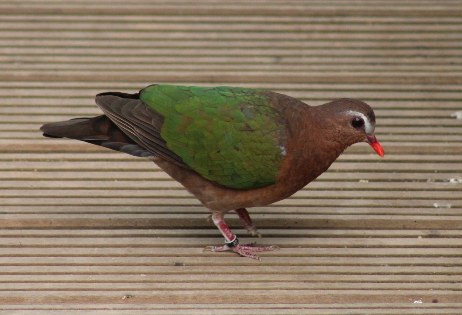 Emerald dove