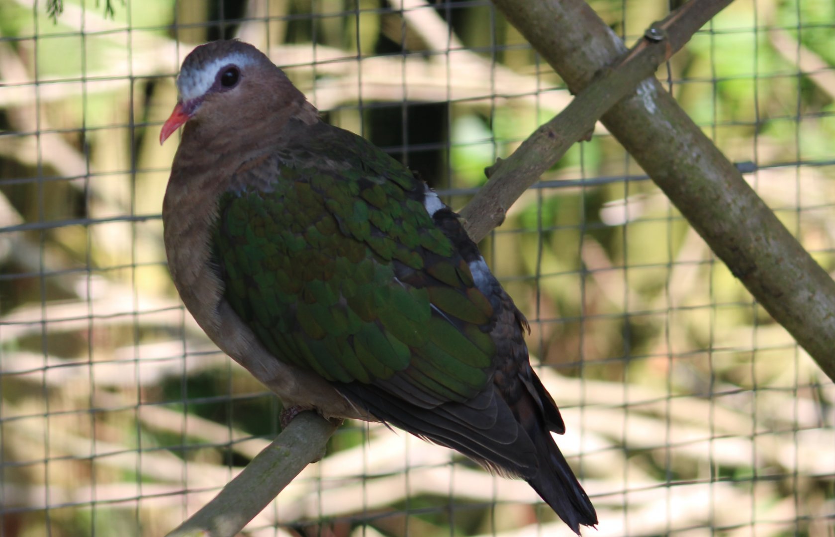 Emerald dove