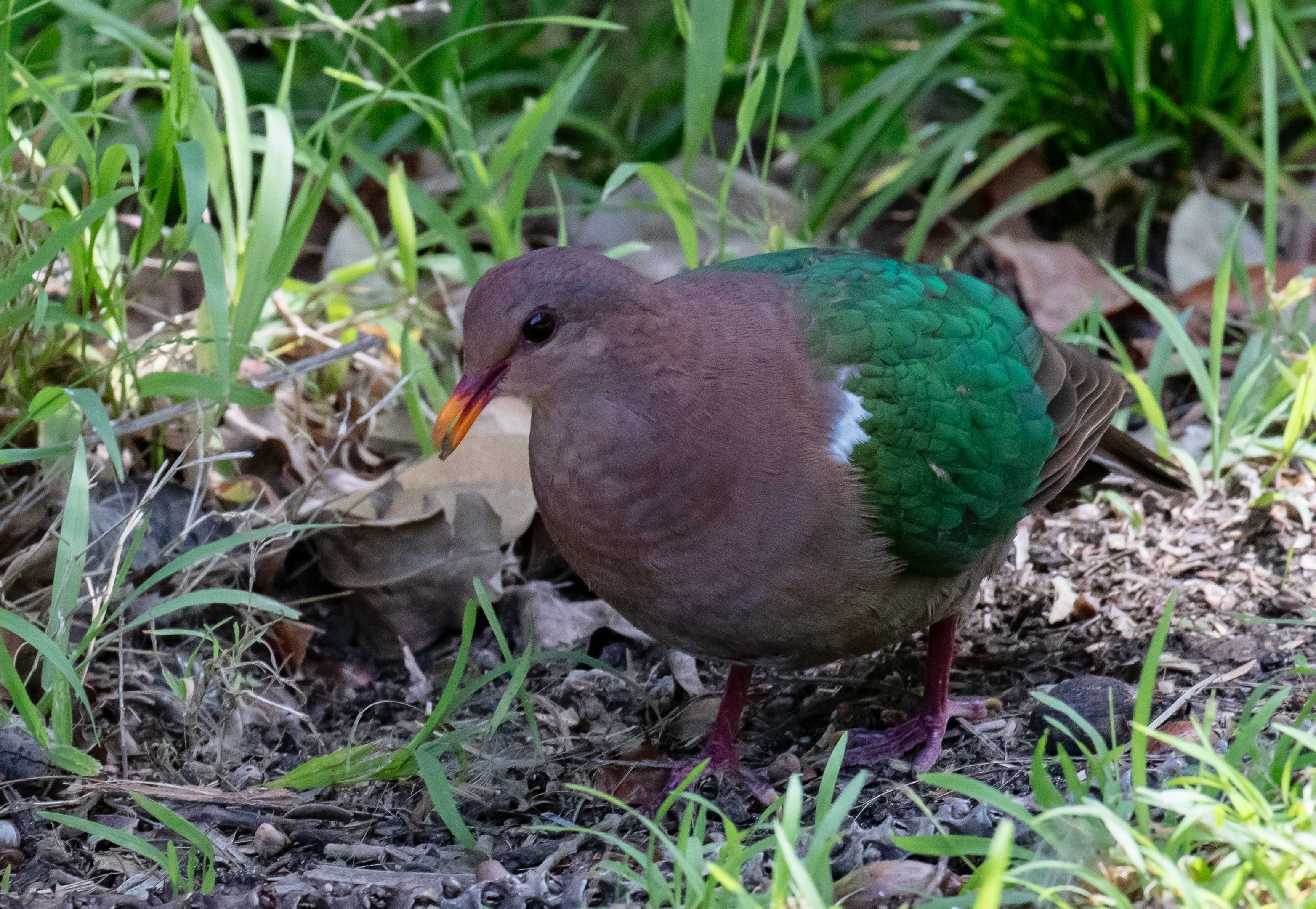Emerald Dove