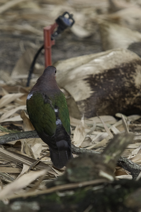 Emerald Dove