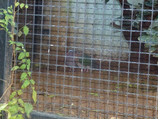 Emerald doves 15.12.12