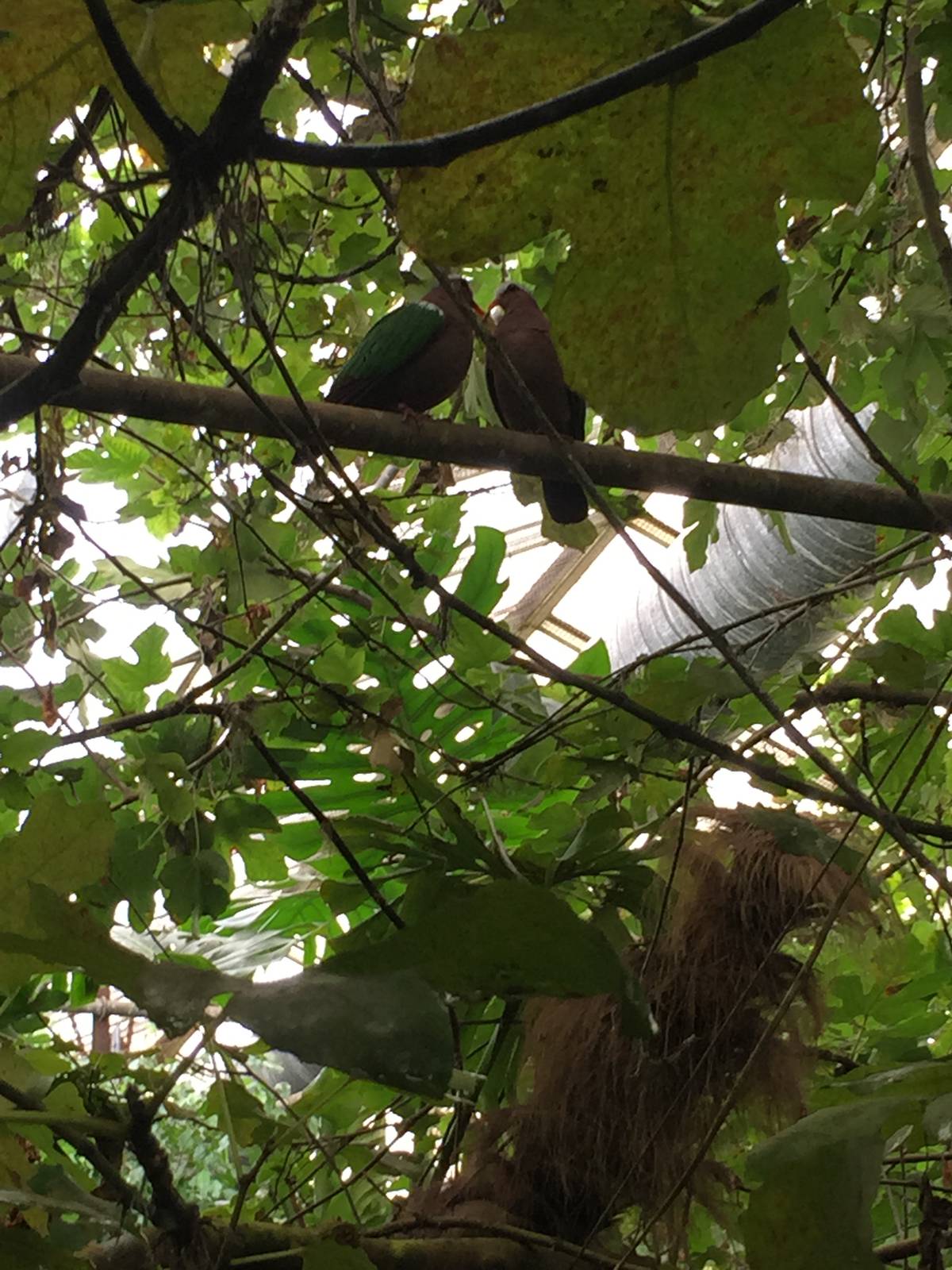 Emerald doves - 30/08/15