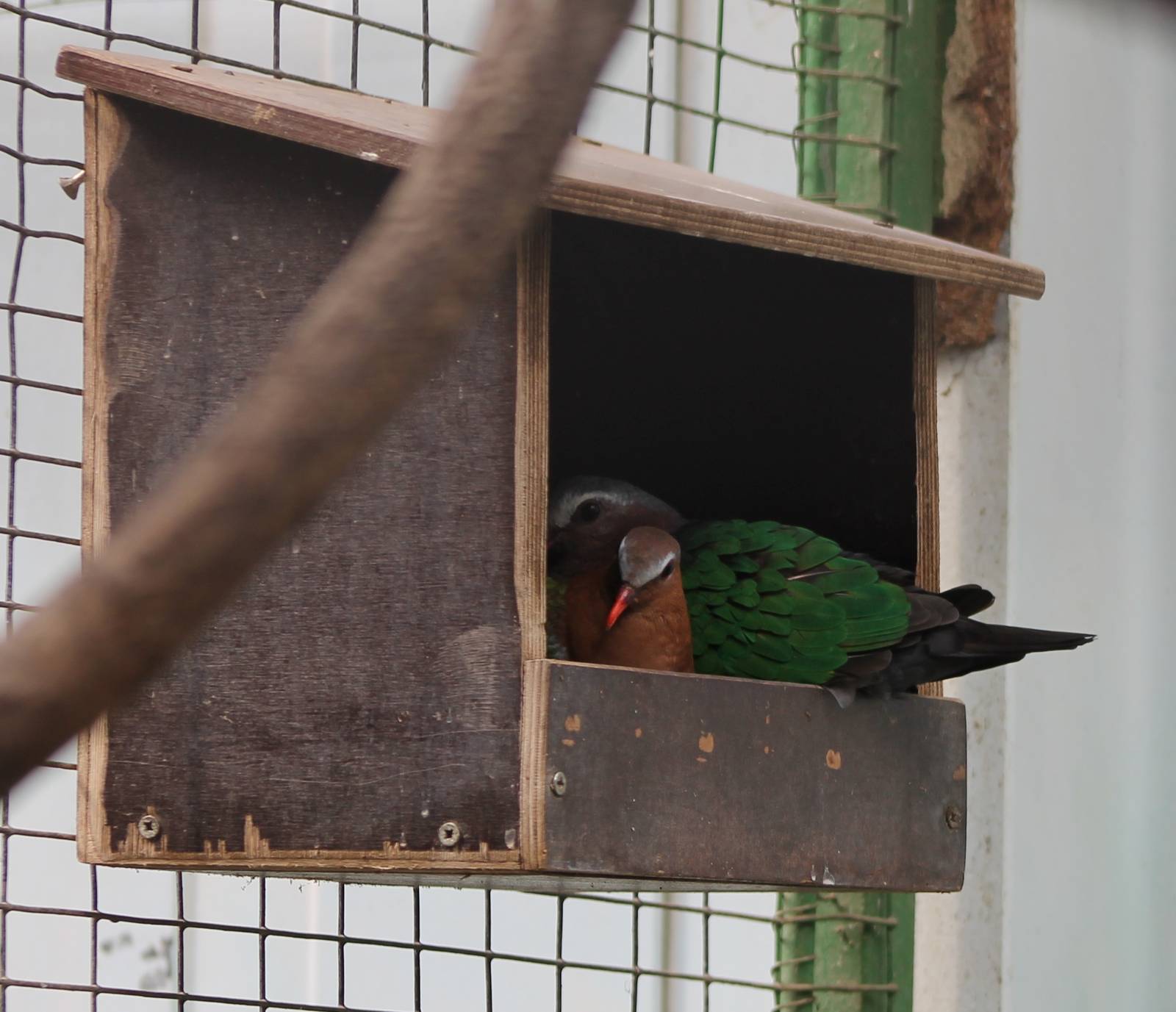 Emerald doves at the nest